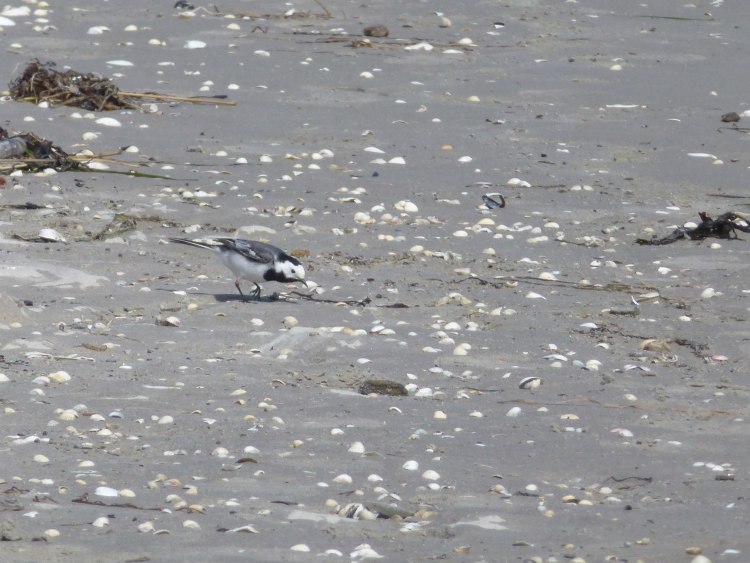 Bachstelze am Strand von Binz