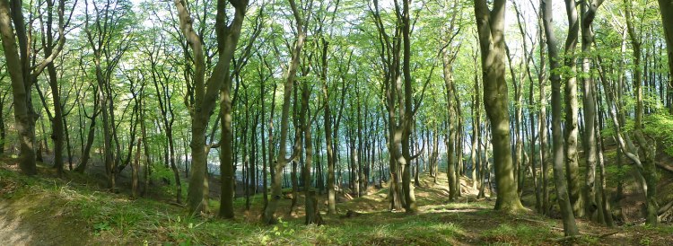 Blick durch den Buchenwald im Nationalpark Jasmund auf die Ostsee