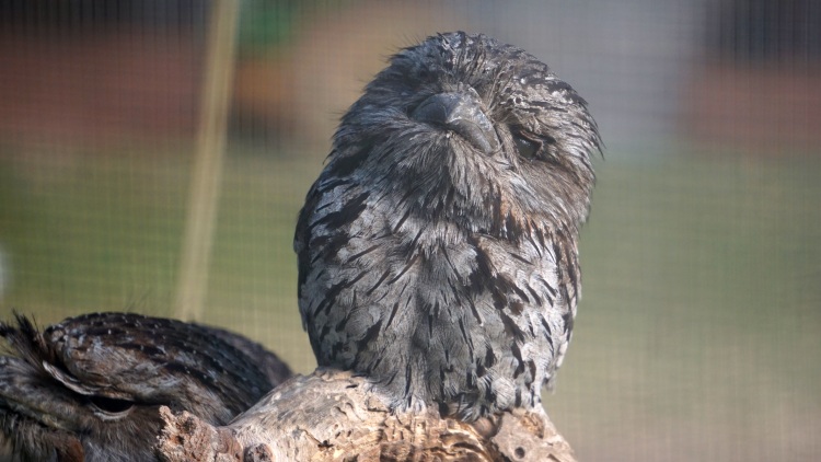 Ein blinder Tawny Frogmouth